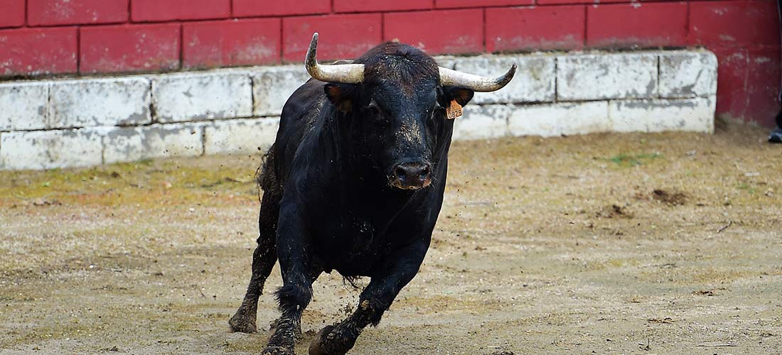 Bull Riding Tour
