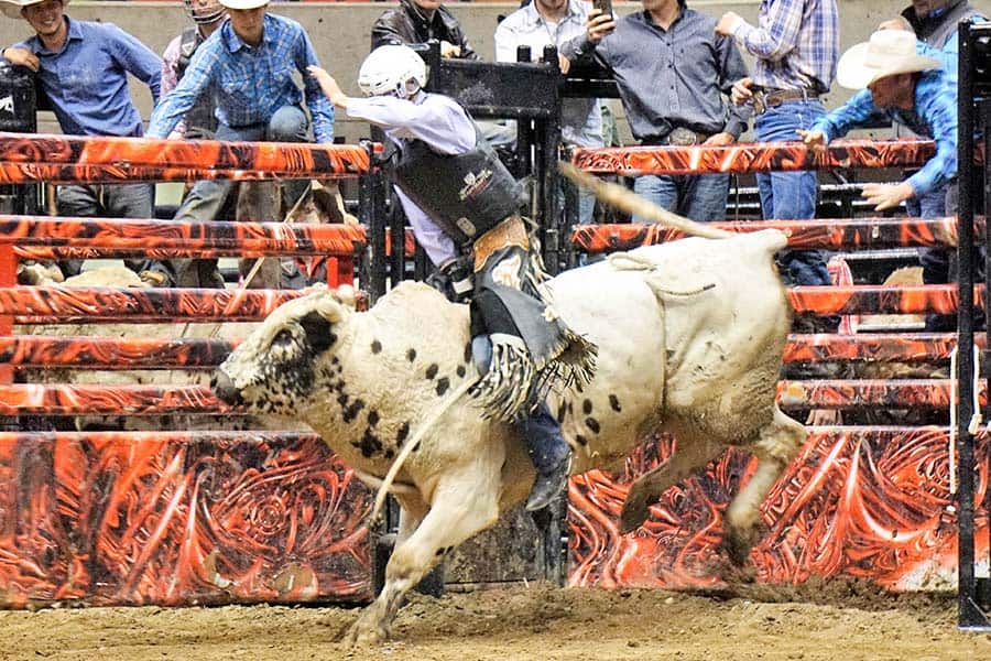 bull-riding-chicago-professional-pcb-terminology bull riding chicago professional pcb terminology