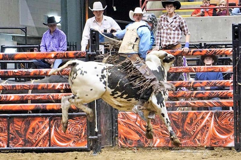 pcb-judging-professional-championship-bull-riding-pcb-tour