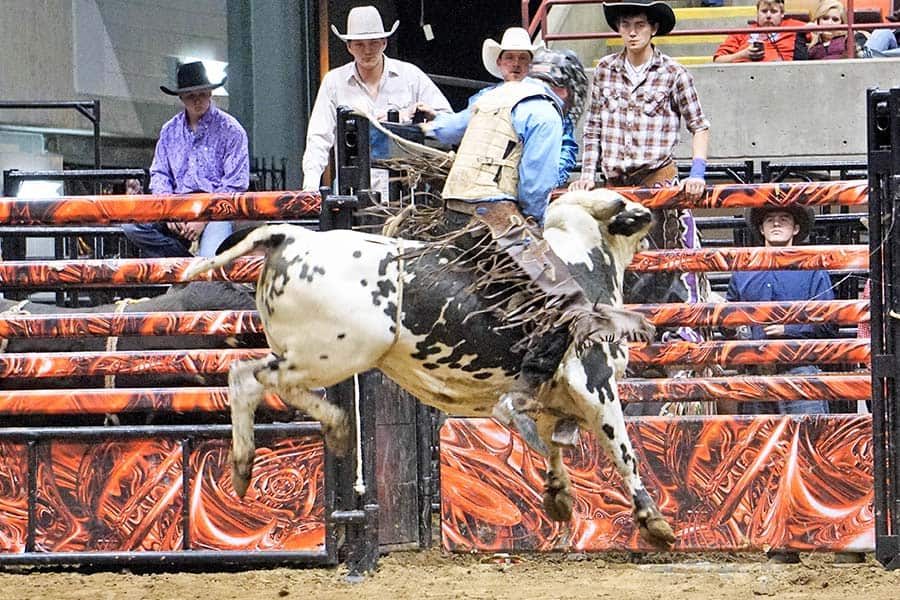 professional-bull-riding-pcb-judging professional bull riding pcb judging